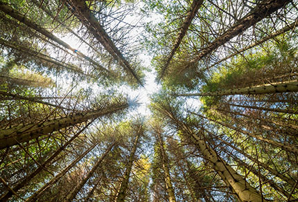 Looking upwards in a forest of tall pine trees.